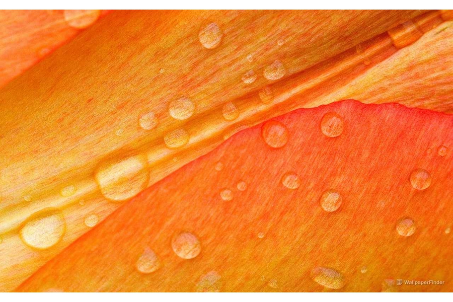 drops-on-flower-petals_1280x800